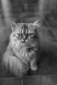 Close-up portrait of cat at home