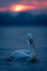 Close-up of pelican