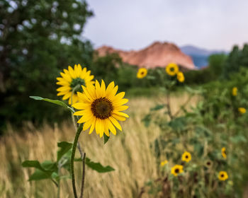 Close-up of yellow flowering plant on field