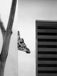 Cropped image of giraffe against wall
