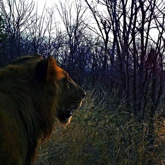 animal themes, mammal, one animal, domestic animals, bare tree, field, tree, grass, dog, nature, horse, brown, pets, animal head, livestock, standing, animal, outdoors, side view, day