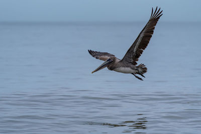 Bird flying over the sea