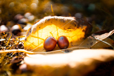 Close-up of fruits and leaves on land during autumn