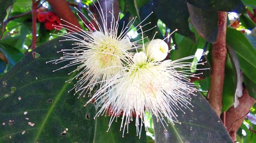 Close-up of flower growing outdoors