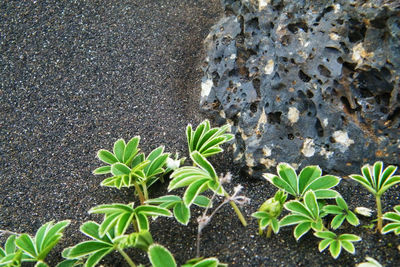 High angle view of plant growing on road