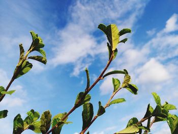 Low angle view of tree against sky