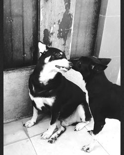 Dog looking down while sitting on floor