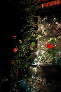 Illuminated potted plants at night