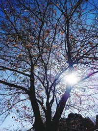 Sun shining through trees