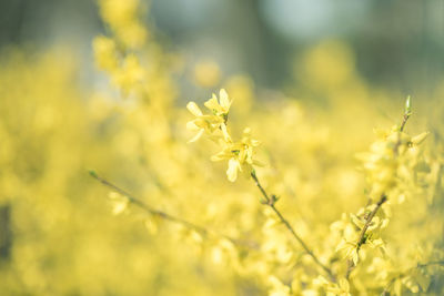 Close-up of fresh yellow flowering plants