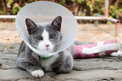 Close-up portrait of a cat