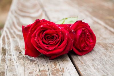 Close-up of red rose on table