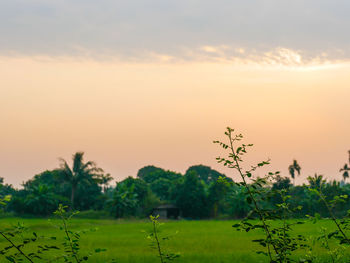 Scenic view of field against sky during sunset