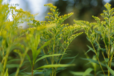 Close-up of plant