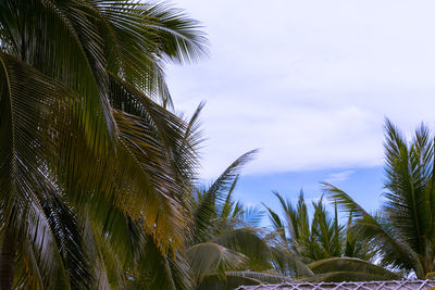 Low angle view of palm tree against sky