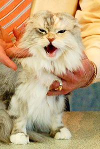 Close-up of cat yawning at home