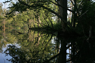 Scenic view of lake in forest