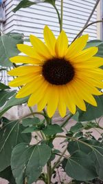 Close-up of sunflower