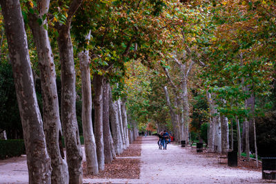 Rear view of people walking on footpath amidst trees in park