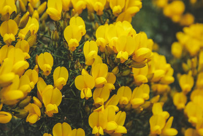 Close-up of yellow flowering plants on field