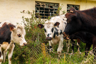 Cows standing on field against old abandoned building