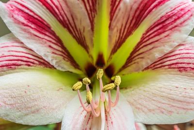 Full frame shot of pink lily