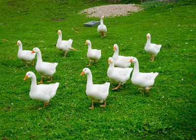 High angle view of white ducks walking on grassy field