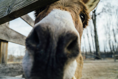 Close-up of donkey seen through wooden fence