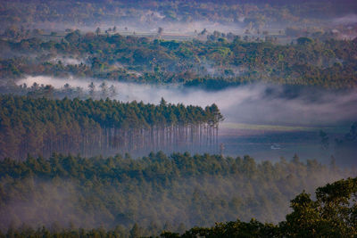 Scenic view of forest against sky