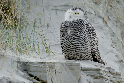Snowy owl perching on rock formation