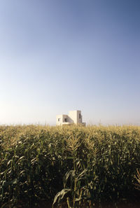 Modern house with corn field in foreground