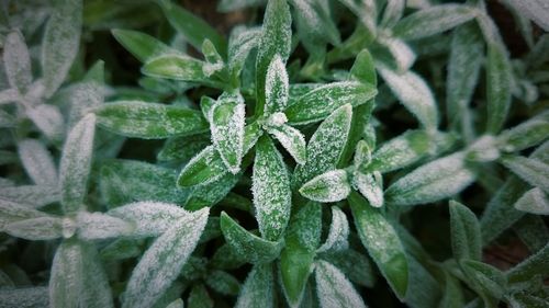 Full frame shot of fresh green plant