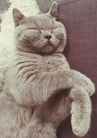 domestic cat