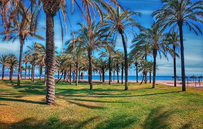 Scenic view of palm trees on beach against sky