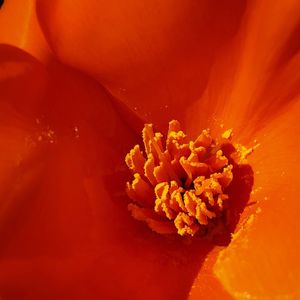 Close-up of orange rose flower