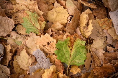 Close-up of autumn leaf