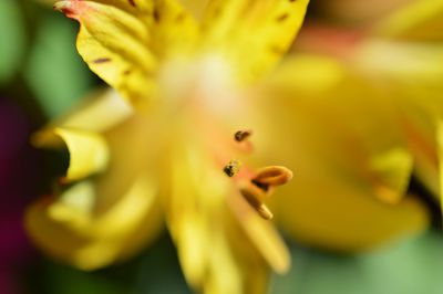 Close-up of yellow flower