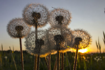 Close-up of dandelion on field