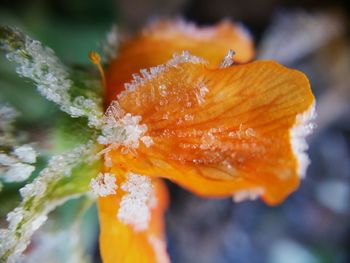 Close-up of orange flower