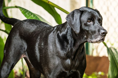 Close-up of a dog looking away