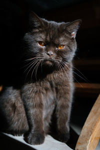 pet