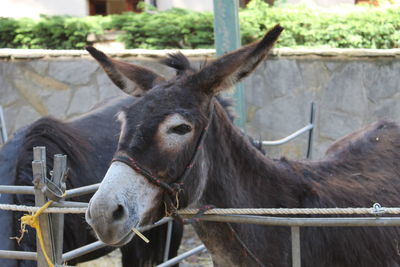 Close-up of a horse