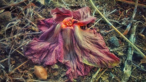Close-up of wilted flower plant
