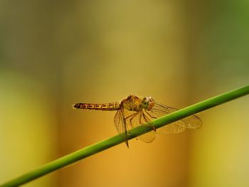 Close-up of dragonfly on plant