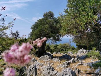 Pink flowering plants by rocks against sky