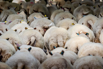 Herd of sheep standing on field