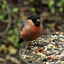 Close-up of bird perching on ground