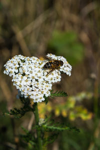 Close-up of honey bee on white flowering plant