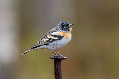 Male brambling perching on a large rusty nail in the rain