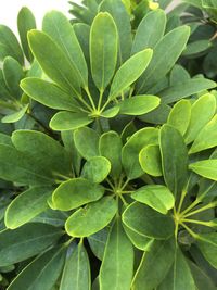 Close-up of leaves